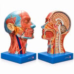 Human Half Head and Neck